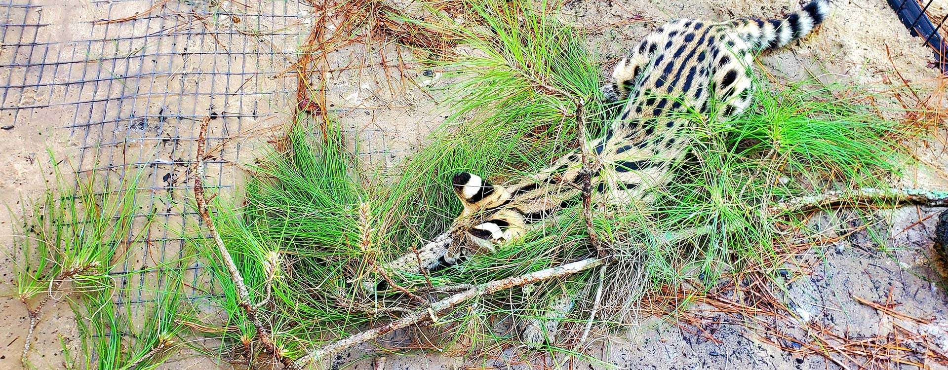 Contact Wayback Exotics