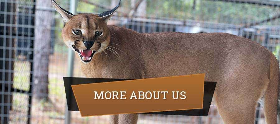 More About Us More About Us