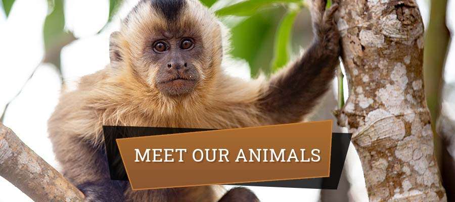 Meet Our Animals Meet Our Animals